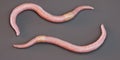3D Render of Earthworm