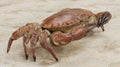 3D Render of Edible Crab Royalty Free Stock Photo