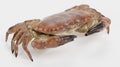 3D Render of Edible Crab Royalty Free Stock Photo