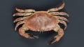 3D Render of Edible Crab Royalty Free Stock Photo