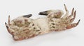 3D Render of Edible Crab Royalty Free Stock Photo