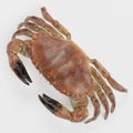 3D Render of Edible Crab