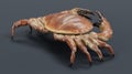 3D Render of Edible Crab