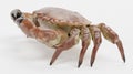 3D Render of Edible Crab Royalty Free Stock Photo