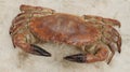 3D Render of Edible Crab Royalty Free Stock Photo