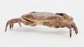 3D Render of Edible Crab Royalty Free Stock Photo