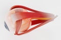 3D Render of Eye Muscles Model