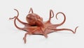 3D Render of Giant Pacific Octopus Royalty Free Stock Photo