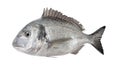 3D Render of Gilthead Bream Fish