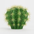 3D Render of Golden Barrel Cactus