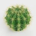 3D Render of Golden Barrel Cactus