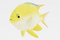 3d Render of Golden Damsel Fish Royalty Free Stock Photo