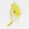 3d Render of Golden Damsel Fish Royalty Free Stock Photo