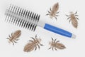3d Render of Head Lice with Hairbrush