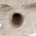 3D Render of Hornets Nest