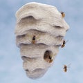 3D Render of Hornets Nest