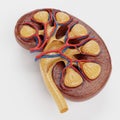 3D Render of Human Kidney