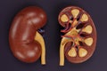 3D Render of Human Kidney Royalty Free Stock Photo