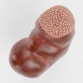3D Render of Human Kidney Royalty Free Stock Photo