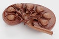 I3D Render of Human Kidney Royalty Free Stock Photo
