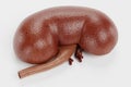 3D Render of Human Kidney Royalty Free Stock Photo