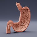 3D Render of Human Stomach