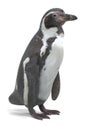 3D Render of Humboldt Penguin