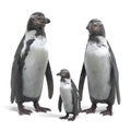 3D Render of Humboldt Penguin