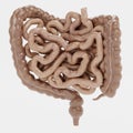 3D Render of Intestines