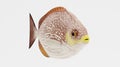 3d Render of Java Rabbitfish Royalty Free Stock Photo