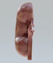 3D Render of Kidney Section