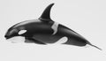 3D Render of Killer Whale Royalty Free Stock Photo