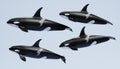 3D Render of Killer Whale Royalty Free Stock Photo