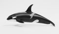 3D Render of Killer Whale Royalty Free Stock Photo
