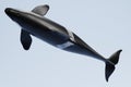 3D Render of Killer Whale Royalty Free Stock Photo