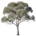 Large eucalyptus tree with textured bark on white background Keywords: eucalyptus tree, gum tree Royalty Free Stock Photo