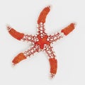 3D Render of Necklace Starfish