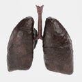 3D Render of Smoker Lungs