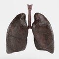 3D Render of Smoker Lungs