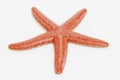 3D Render of Starfish