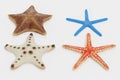 3D Render of Starfish Collection