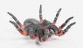 3D Render of Tarantula