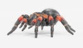 3D Render of Tarantula