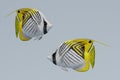 3D Render of Threadfin Buterflyfish