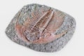 3D Render of Trilobite Fossil