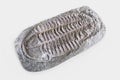 3D Render of Trilobite Fossil