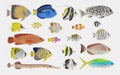 3D Render of Tropical Fish Collection Royalty Free Stock Photo