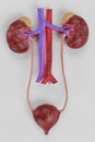 3D Render of Urinary Tract Royalty Free Stock Photo