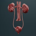 3D Render of Urinary Tract