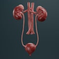 3D Render of Urinary Tract Royalty Free Stock Photo